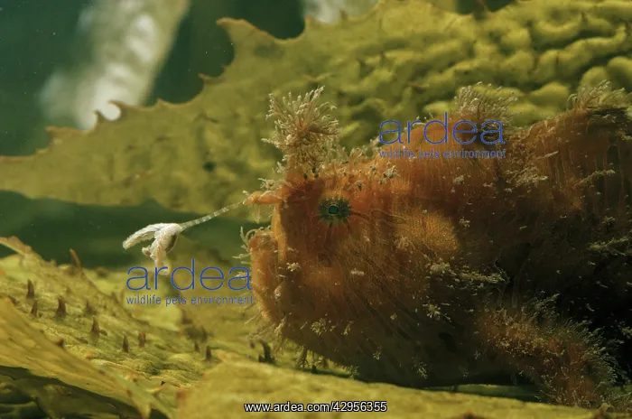  : Striped anglerfish