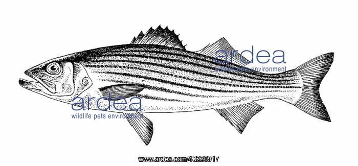 : Striped Bass : Striped Bass
