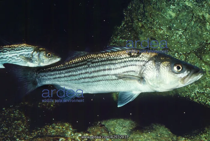 : Striped Bass - also know as Chesapeake Bay : Striped Bass - also know as Chesapeake Bay