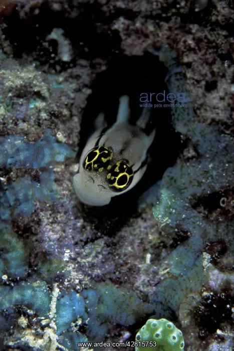 : Striped blenny, Ecsenius prooculis, Witu island, West New Br : Striped blenny, Ecsenius prooculis, Witu island, West New Br