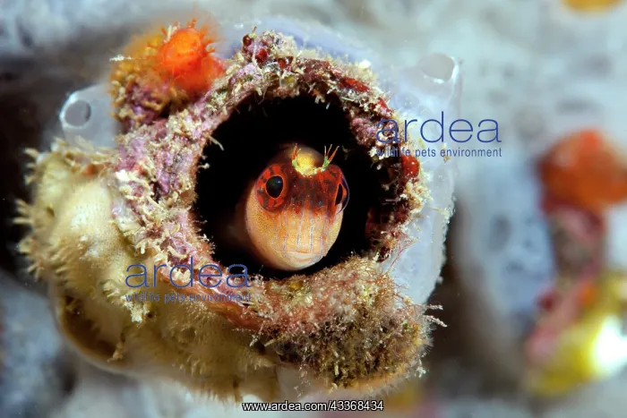 : Striped blenny, Parablennius rouxi, watching of out from its : Striped blenny, Parablennius rouxi, watching of out from its