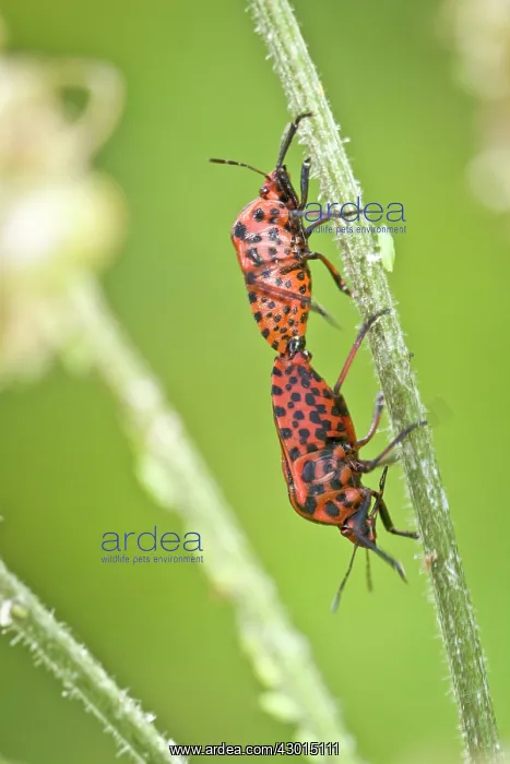 : Striped Bug - mating : Striped Bug - mating