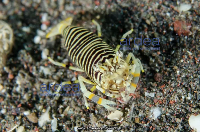 : Striped Bumblebee Shrimp : Striped Bumblebee Shrimp