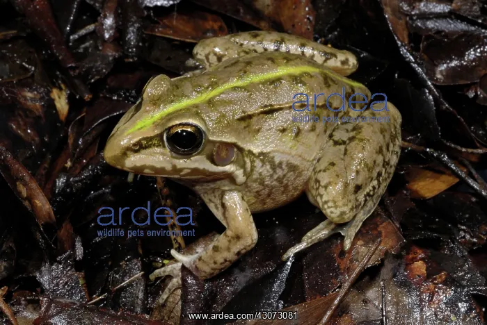 : Striped Burrowing Frog : Striped Burrowing Frog
