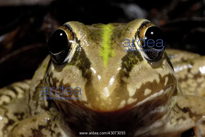 : Striped Burrowing Frog : Striped Burrowing Frog