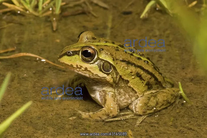 : Striped Burrowing Frog : Striped Burrowing Frog