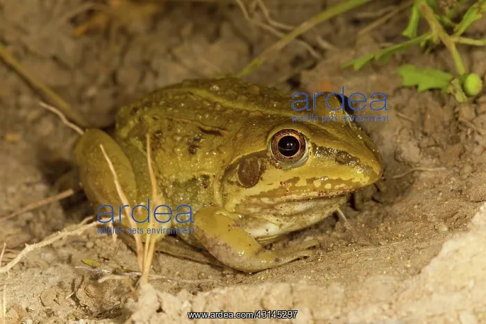 : Striped Burrowing Frog : Striped Burrowing Frog