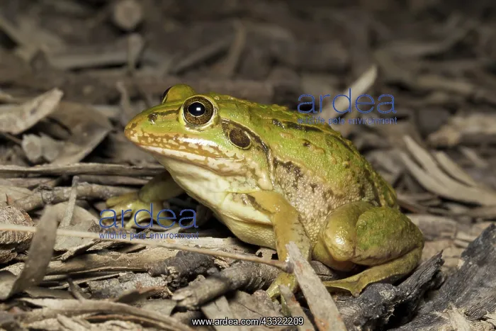 : Striped Burrowing Frog, Australia : Striped Burrowing Frog, Australia