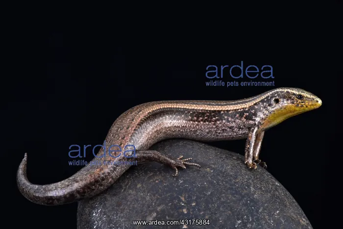  : Striped Canary skink (Chalcides sexlineatus bistriatus)