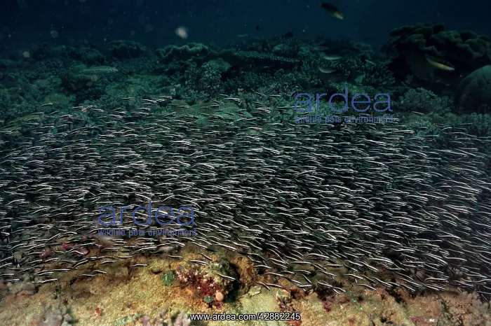 : STRIPED CAT FISH - venomous : STRIPED CAT FISH - venomous