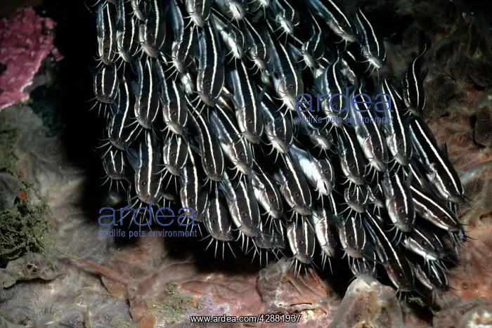 : Striped Catfish : Striped Catfish