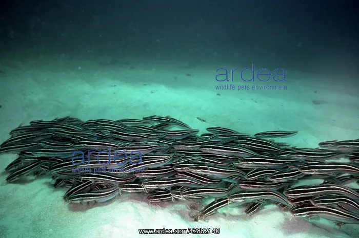 : Striped Catfish : Striped Catfish