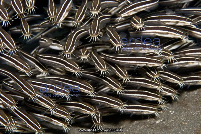 : Striped Catfish : Striped Catfish