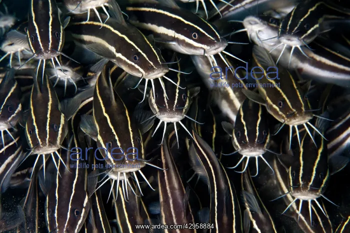 : Striped Catfish : Striped Catfish