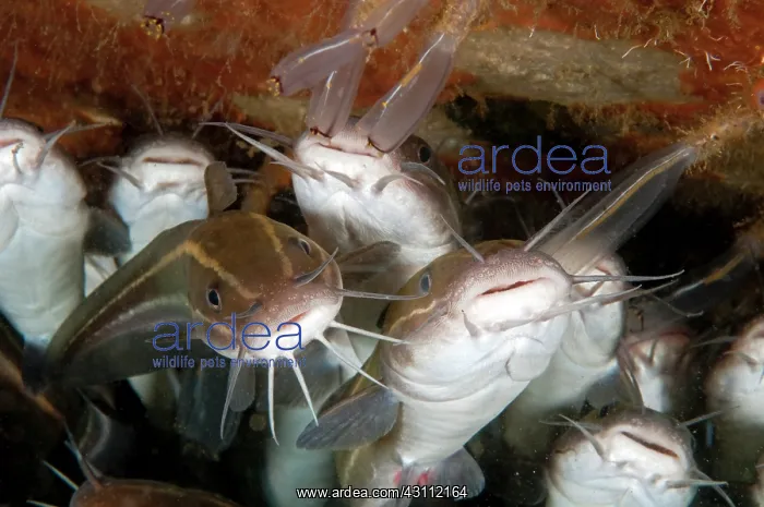 : Striped Catfish