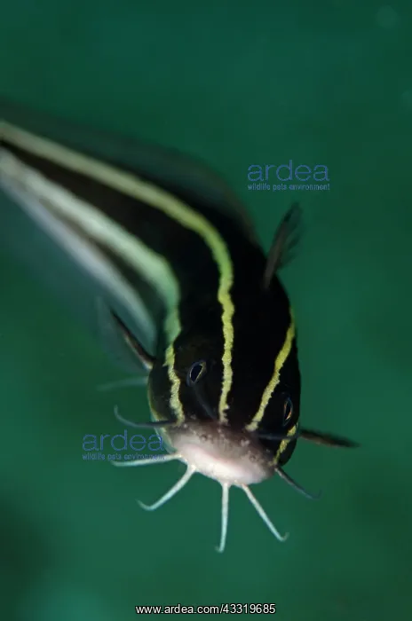 : Striped Catfish : Striped Catfish