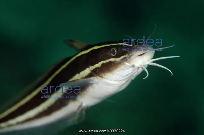 : Striped Catfish : Striped Catfish