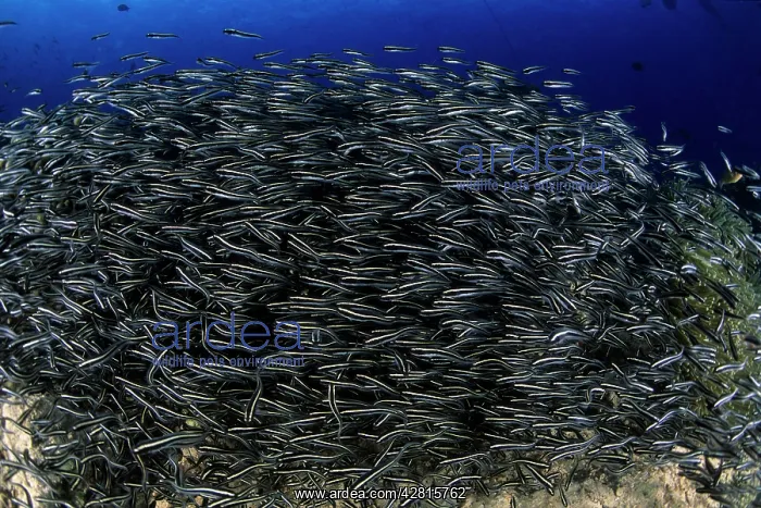 : Striped catfish, Plotosus lineatus, schooling, Walindi, West : Striped catfish, Plotosus lineatus, schooling, Walindi, West
