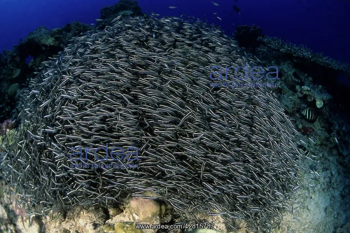 : Striped catfish, Plotosus lineatus, schooling, Walindi, West : Striped catfish, Plotosus lineatus, schooling, Walindi, West