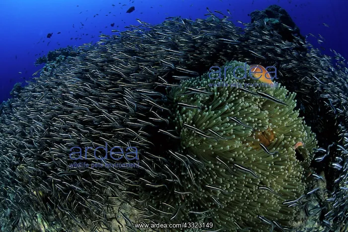 : Striped catfish, Plotosus lineatus, circling around a sea an : Striped catfish, Plotosus lineatus, circling around a sea an
