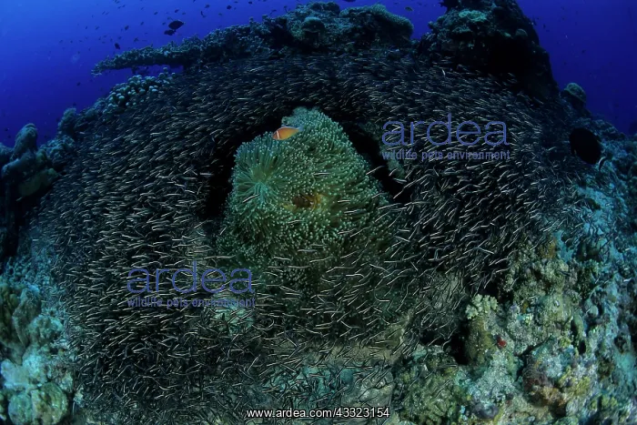: Striped catfish, Plotosus lineatus, circling around a sea an : Striped catfish, Plotosus lineatus, circling around a sea an
