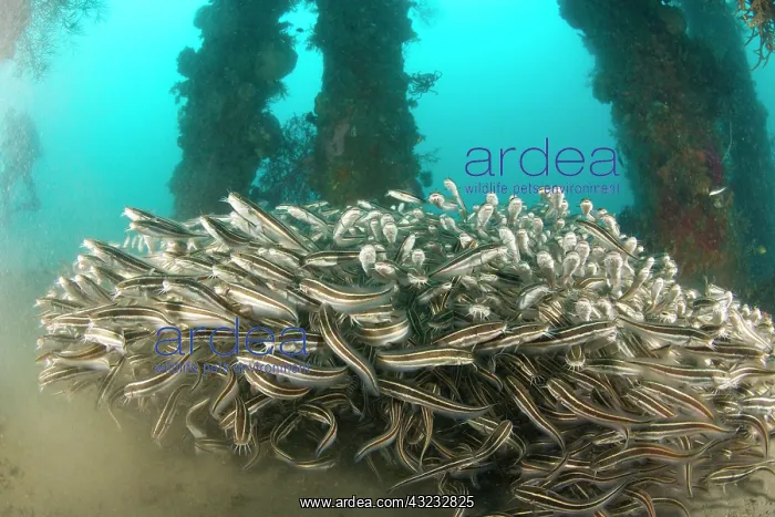 : Striped Catfish (Plotosus lineatus) schooling : Striped Catfish (Plotosus lineatus) schooling