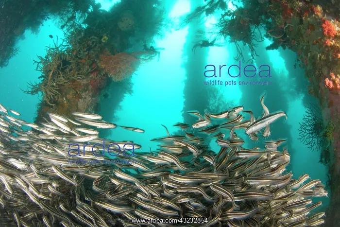 : Striped Catfish (Plotosus lineatus) schooling : Striped Catfish (Plotosus lineatus) schooling