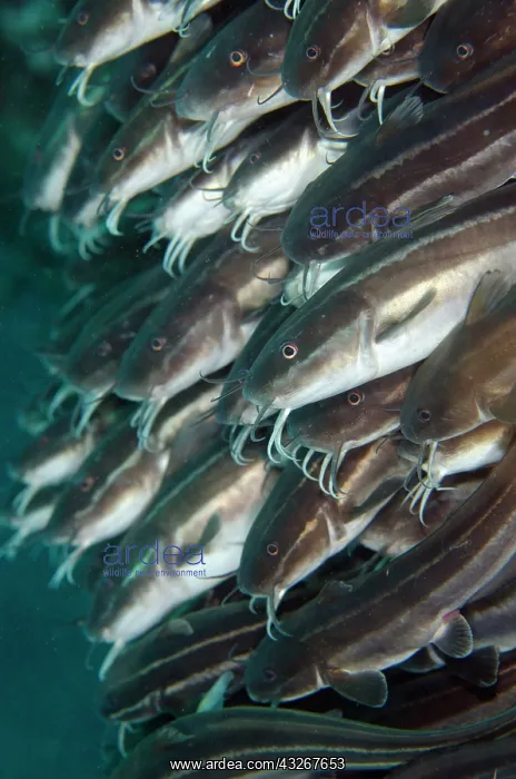 : Striped Catfish - school : Striped Catfish - school