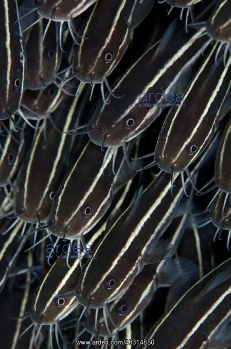 : Striped Catfish - School : Striped Catfish - School