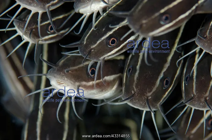 : Striped Catfish - School : Striped Catfish - School
