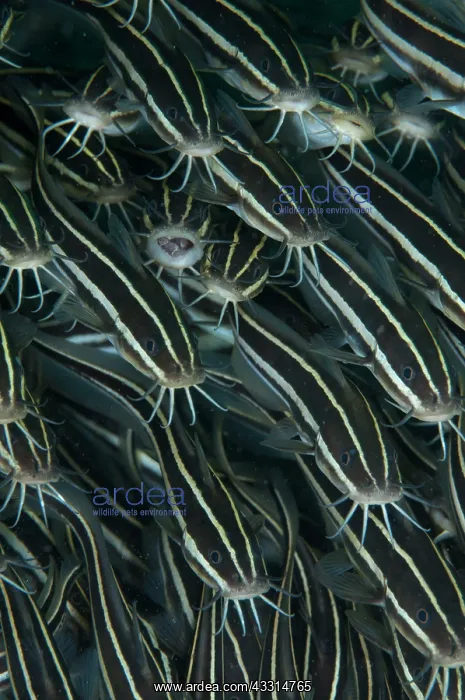 : Striped Catfish - school feeding : Striped Catfish - school feeding