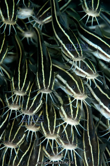 : Striped Catfish - school feeding : Striped Catfish - school feeding