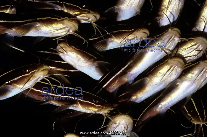  : Striped Catfish - ventral view