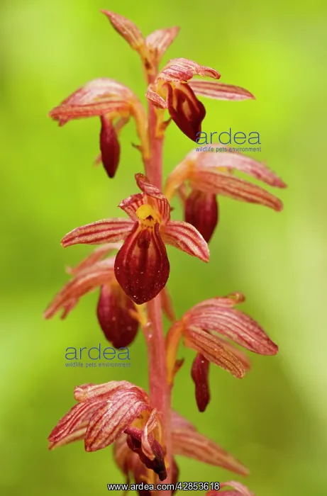 : Striped Coral-root - in dense woodland : Striped Coral-root - in dense woodland