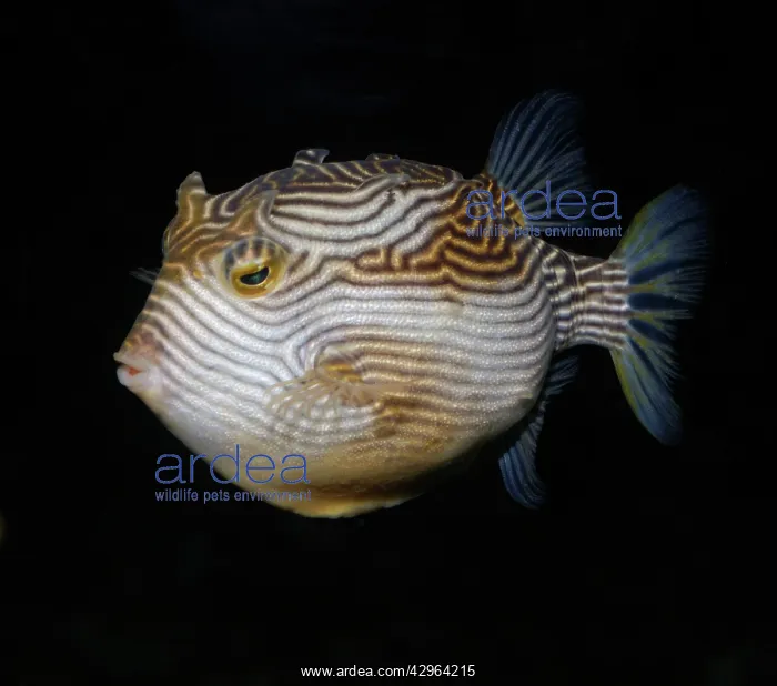 : Striped Cowfish, Australian and northern New Zealand : Striped Cowfish, Australian and northern New Zealand