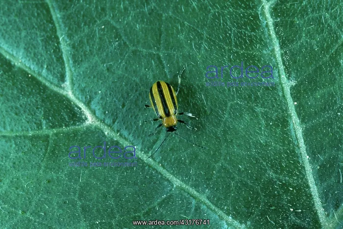 : Striped Cucumber Beetle (Acalymma vittata) : Striped Cucumber Beetle (Acalymma vittata)