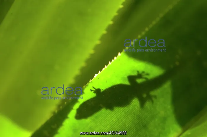 : Striped Day Gecko : Striped Day Gecko