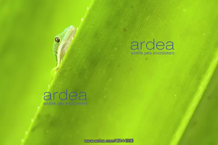 : Striped Day Gecko : Striped Day Gecko
