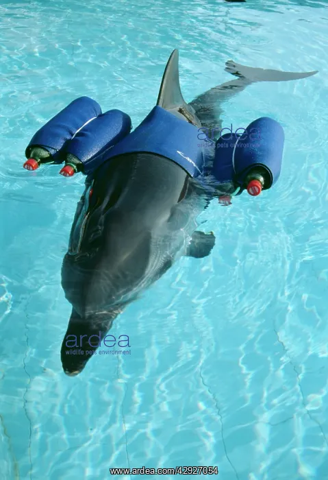 : Striped DOLPHIN - with buoyancy aids : Striped DOLPHIN - with buoyancy aids