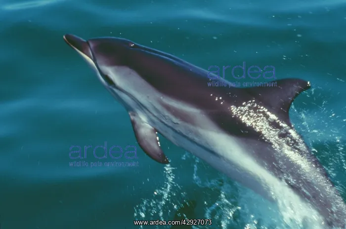 : STRIPED DOLPHIN - JUMMPING : STRIPED DOLPHIN - JUMMPING
