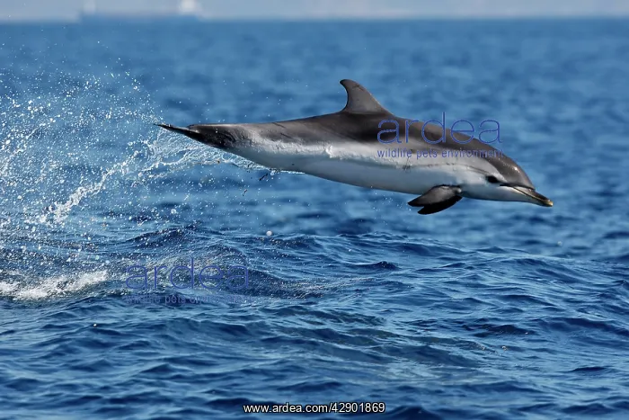 : Striped Dolphin - leaping out of water in the strait : Striped Dolphin - leaping out of water in the strait