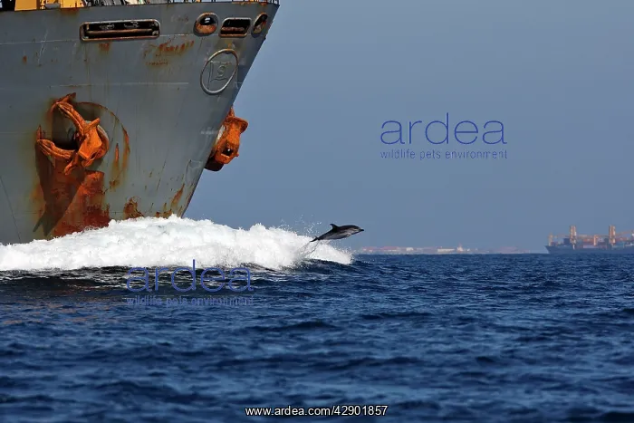 : Striped Dolphin - playing / bow riding in front : Striped Dolphin - playing / bow riding in front