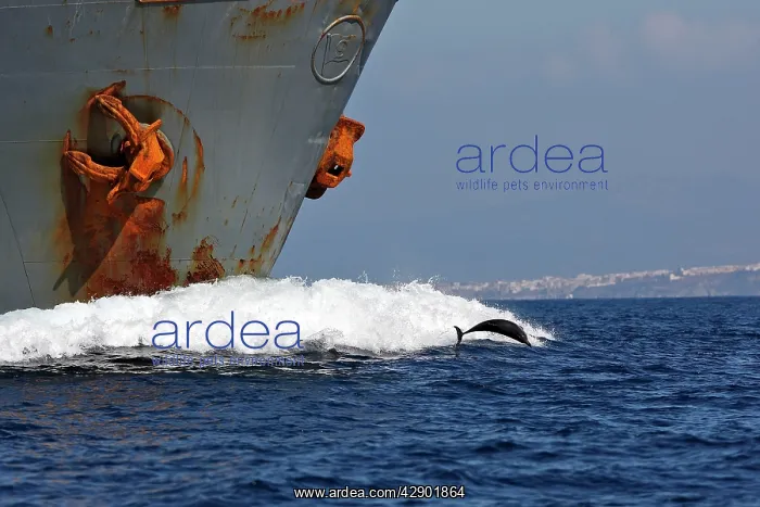 : Striped Dolphin - playing / bow riding in front : Striped Dolphin - playing / bow riding in front