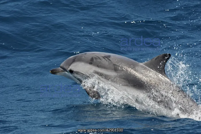 : Striped Dolphin - in the straits of Gibraltar : Striped Dolphin - in the straits of Gibraltar