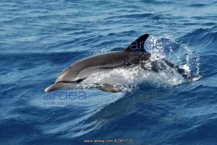 : Striped Dolphin - swimming in the Strait of Gibraltar : Striped Dolphin - swimming in the Strait of Gibraltar