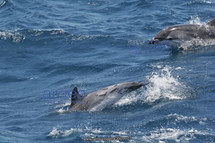 : Striped Dolphins - swimming in the straits of Gibraltar : Striped Dolphins - swimming in the straits of Gibraltar