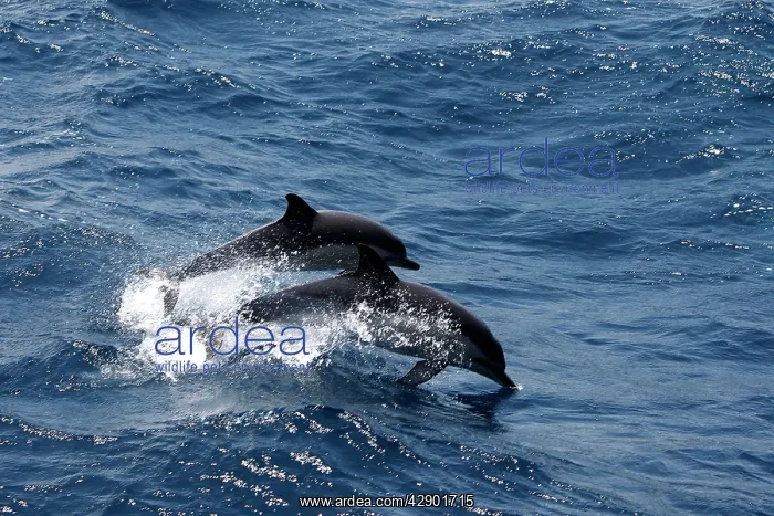 : Striped Dolphins - swimming in the straits of Gibraltar : Striped Dolphins - swimming in the straits of Gibraltar