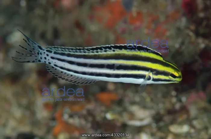 : Striped Fangblenny : Striped Fangblenny