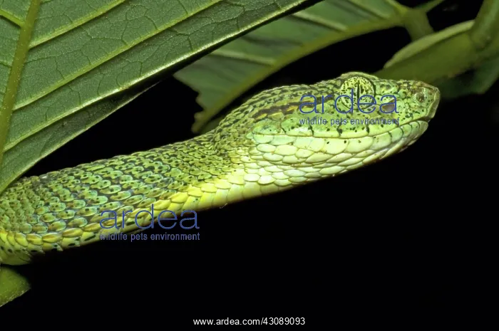 : Two Striped Forest Pit Viper : Two Striped Forest Pit Viper