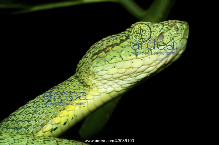 : Two Striped Forest Pit Viper : Two Striped Forest Pit Viper